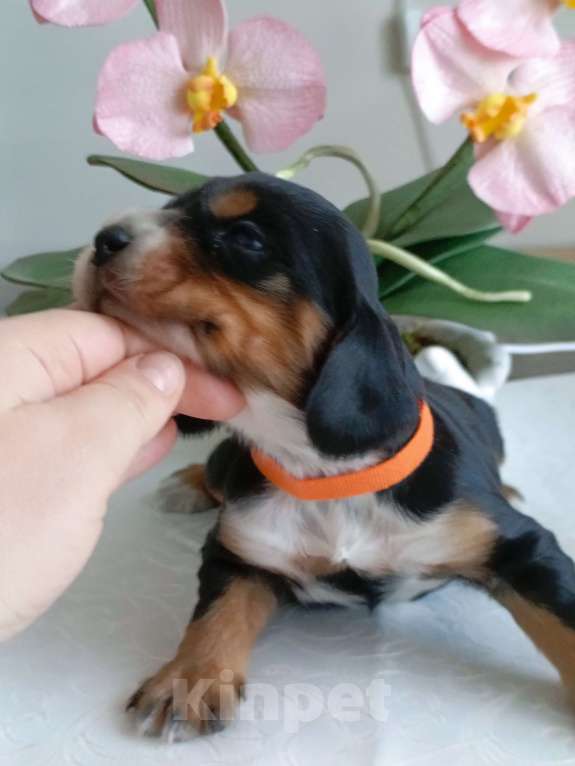 Собаки в Москве: Русский охотничий спаниель щенок мальчик Мальчик, 50 000 руб. - фото 1