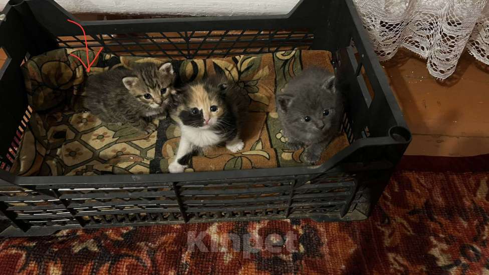 Кошки в Челябинске: Отдам котенка мальчика в добрые руки Мальчик, Бесплатно - фото 2