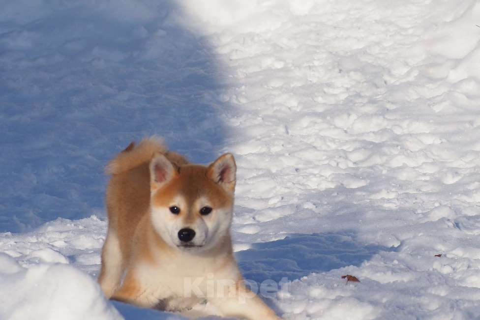 Собаки в Москве: Сиба ину щенок Мальчик, 70 000 руб. - фото 3