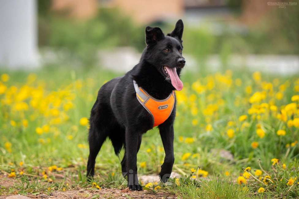 Собаки в Москве: Уголек - с горячей искоркой в сердце Мальчик, Бесплатно - фото 4