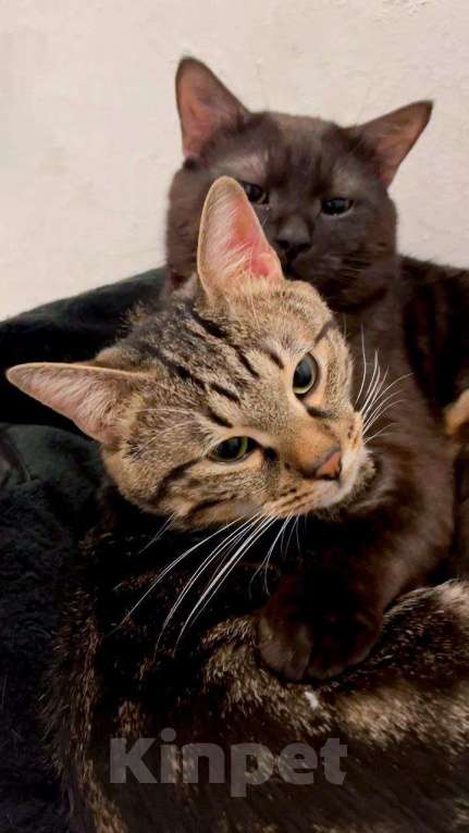 Кошки в Москве: Котик Тор из Марвел Мальчик, Бесплатно - фото 5