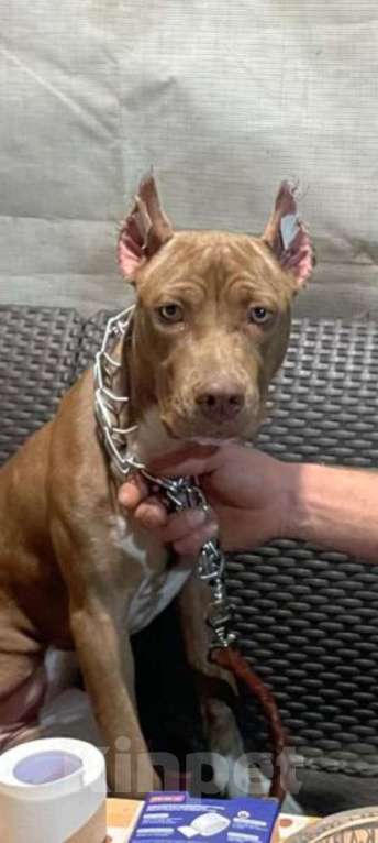 Собаки в Шахте: Питбуль девочки  Девочка, 20 000 руб. - фото 8