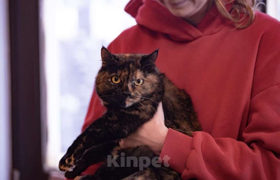 Кошки в Москве: Милка, Рафаэла и Харибо: ожидание, которое затянулось Девочка, Бесплатно - фото 2