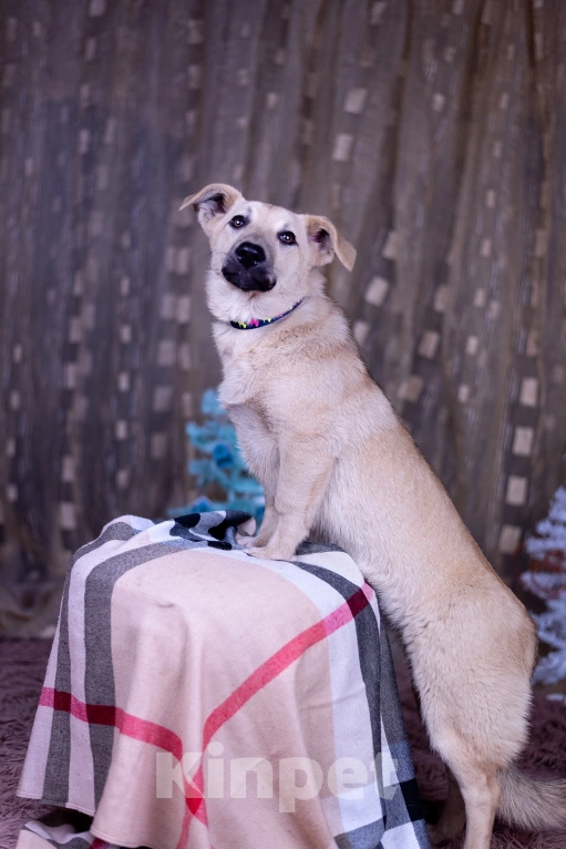 Собаки в других городах Московской области: Ася щенок  Девочка, Бесплатно - фото 7