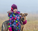 Собаки в Москве: Тайлер, 1.5 года в добрые руки Мальчик, Бесплатно - фото 3