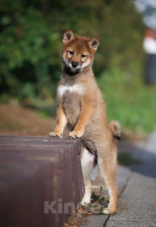 Собаки в Москве: Сиба ину девочка окрас сезам Девочка, 90 000 руб. - фото 3