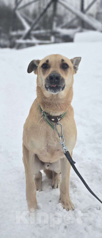 Собаки в Королеве: Пай  – красавчик, умничка и просто чудесный пёс! Мальчик, Бесплатно - фото 5