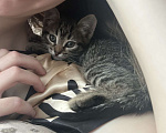 Кошки в Екатеринбурге: Котенок в добрые руки  Мальчик, Бесплатно - фото 2
