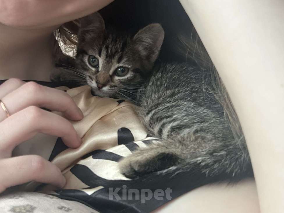 Кошки в Екатеринбурге: Котенок в добрые руки  Мальчик, Бесплатно - фото 2