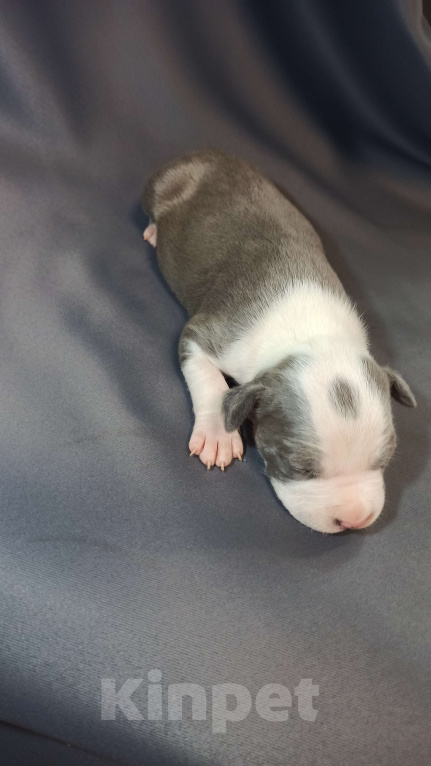 Собаки в Санкт-Петербурге: Кобель3 Мальчик, Бесплатно - фото 7