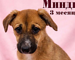 Собаки в Москве: Минди щенок девочка ищет дом Девочка, Бесплатно - фото 1