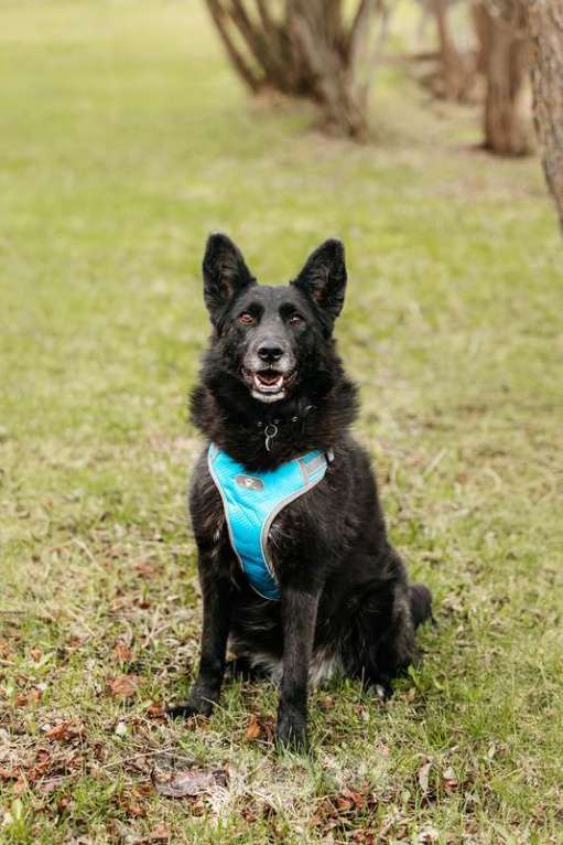 Собаки в Москве: Эля потеряла всех своих щенков в мороз Девочка, 1 руб. - фото 2