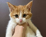 Кошки в Москве: Рыжий Ваня,  маленький котенок ищет любящую семью Мальчик, 1 руб. - фото 1