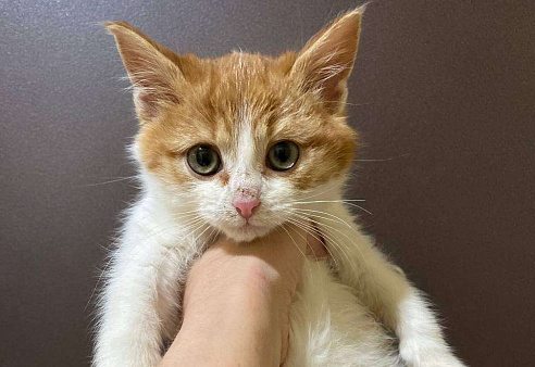 Объявление: Рыжий Ваня,  маленький котенок ищет любящую семью, 1 руб., Москва