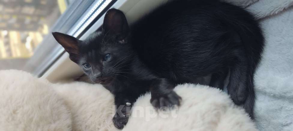 Кошки в Москве: Ориентальная девочка, маленькая пантерка Девочка, 65 000 руб. - фото 5