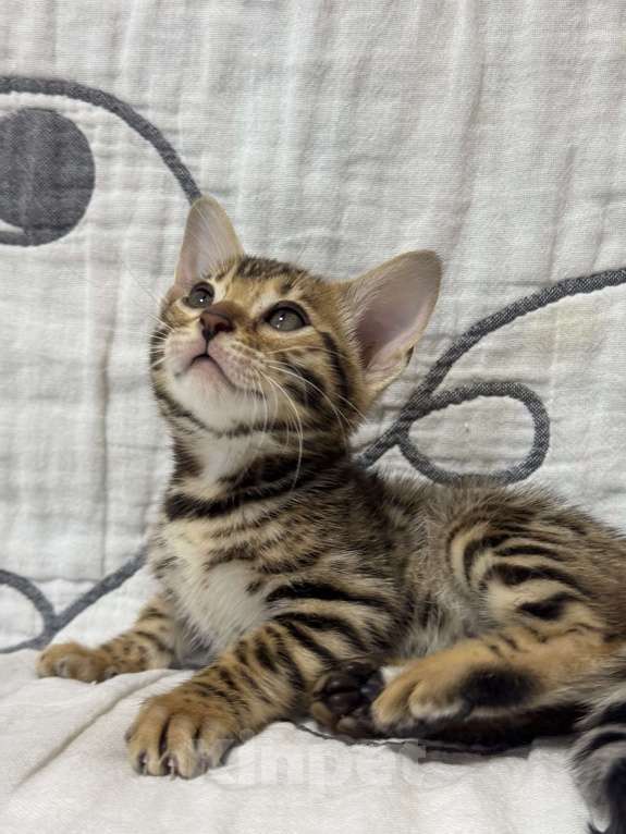 Кошки в Москве: Котенок бенгальский мальчик Мальчик, Бесплатно - фото 4