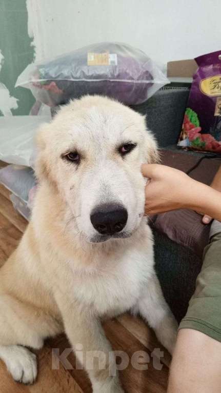 Собаки в Лиски: Красивые щенки Мальчик, Бесплатно - фото 5