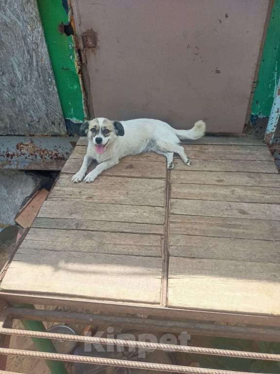 Собаки в Москве: Маленькая собачка в добрые руки Девочка, Бесплатно - фото 5