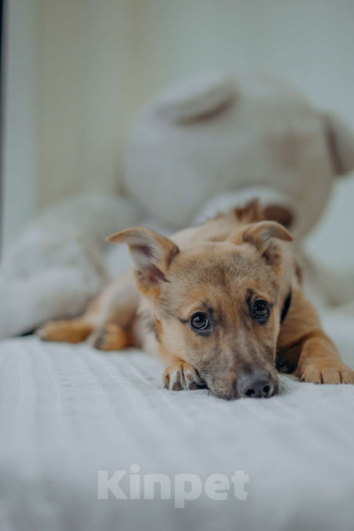 Собаки в Москве: Щенок бесплатно в добрые руки Девочка, Бесплатно - фото 1