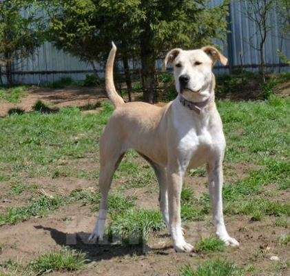 Собаки в Москве: Герань Девочка, Бесплатно - фото 3