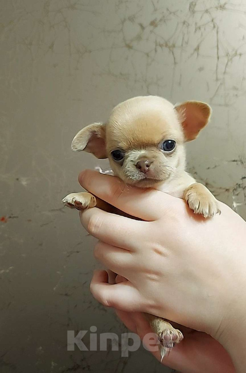 Собаки в Новосибирске: ????Мини сладкая девочка ???? Девочка, Бесплатно - фото 1