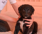 Собаки в Москве: Ласковый мальчик ждёт родителей Мальчик, 1 руб. - фото 1