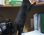 Кошки в Балашихе: Чёрная кошка в добрые руки Девочка, Бесплатно - фото 3