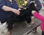 Собаки в Рязани: Кавалер кинг чарльз спаниель вязка, 1 руб. - фото 4