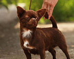 Собаки в Самаре: кобель на вязку Мальчик, 1 руб. - фото 2