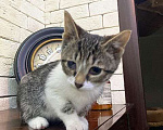 Кошки в Москве: Милейший домашний крошка-котенок Сэм в добрые руки Мальчик, Бесплатно - фото 6