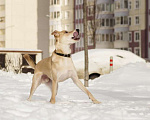 Собаки в Москве: Метис лабрадора Агат в дар Мальчик, Бесплатно - фото 3