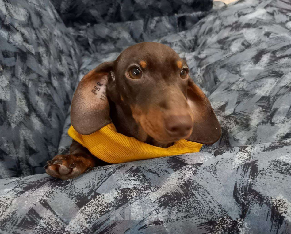 Собаки в Перми: Кофейный Мальчик 1 Мальчик, 50 000 руб. - фото 2