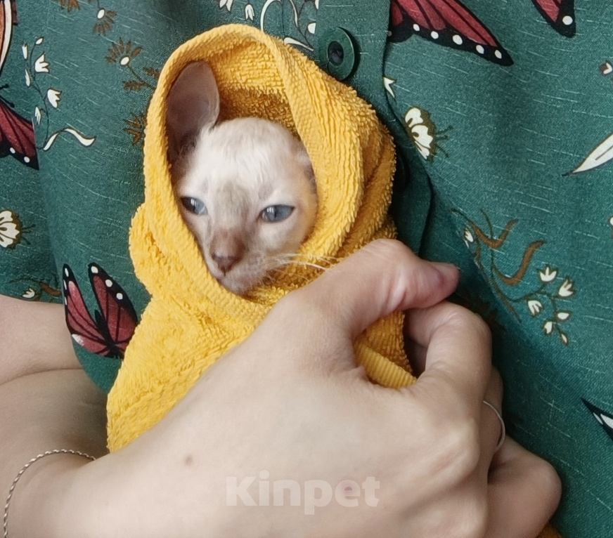 Кошки в Санкт-Петербурге: Корниш-рекс Девочка, 50 000 руб. - фото 3