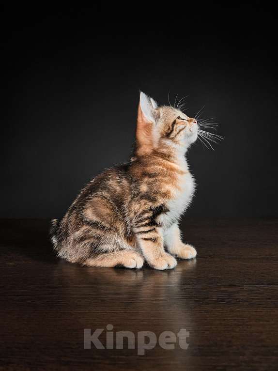 Кошки в Москве: Котята курильского бобтейла короткошерстные  Мальчик, Бесплатно - фото 4