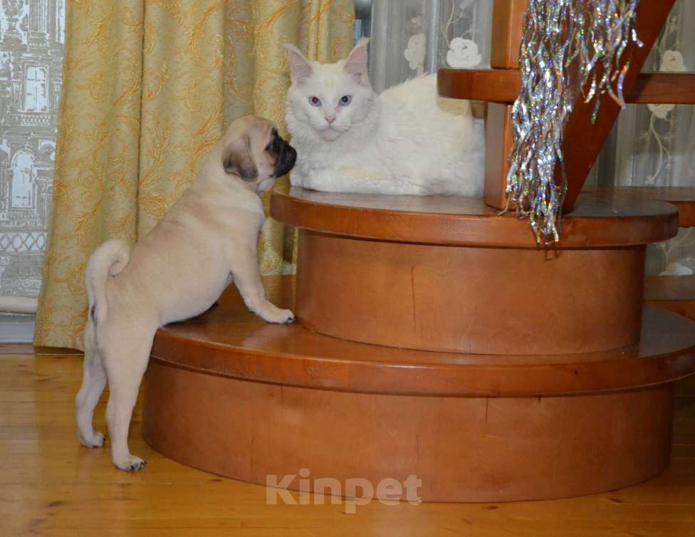 Собаки в Твери: Малышка мопса Девочка, 35 000 руб. - фото 3