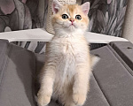 Кошки в Москве: Золотая шотландская девочка ny11 Девочка, 25 000 руб. - фото 3