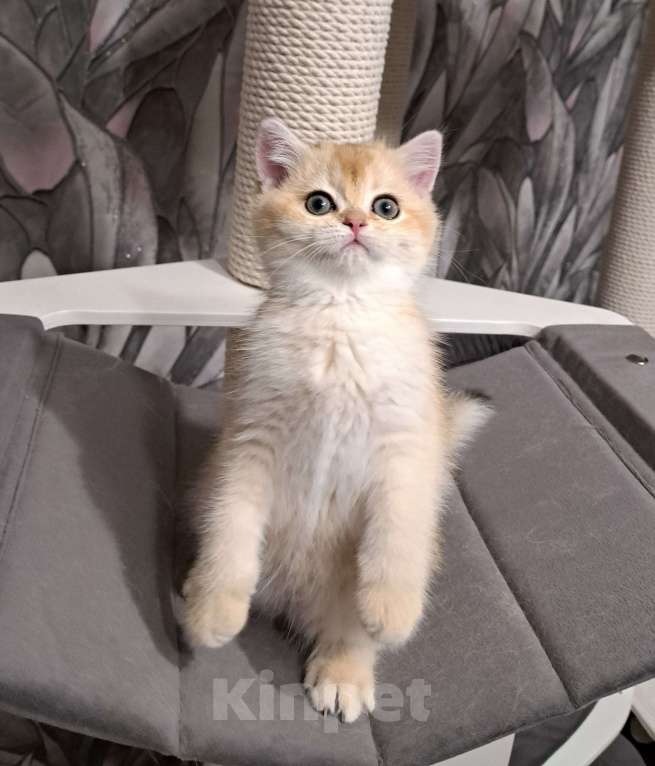 Кошки в Москве: Золотая шотландская девочка ny11 Девочка, 25 000 руб. - фото 3