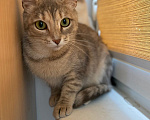 Кошки в Жуковском: Котенок из леса в поиске дома Девочка, Бесплатно - фото 3