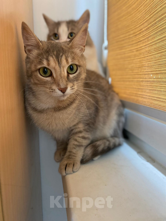 Кошки в Жуковском: Котенок из леса в поиске дома Девочка, Бесплатно - фото 3