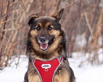 Собаки в Москве: Обычный пёс Войт, мечтающий о счастье Мальчик, Бесплатно - фото 2