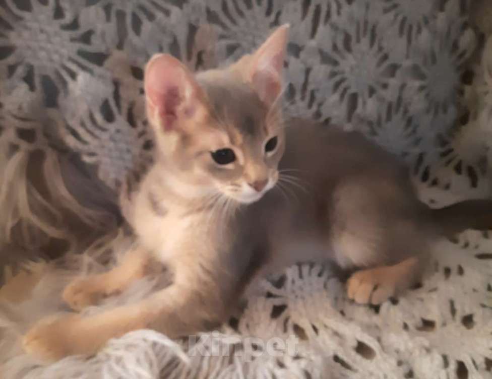 Кошки в Челябинске: Котята чаузи Мальчик, Бесплатно - фото 3