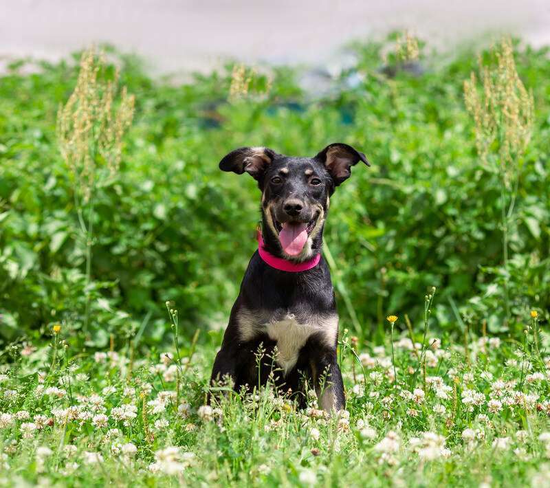 Собаки в Москве: Небольшая малышка щенок Сенди в добрые руки Девочка, 1 руб. - фото 8