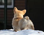 Собаки в Москве: Вельш корги пемброк Девочка, 40 000 руб. - фото 4