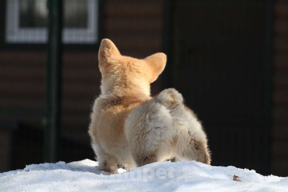 Собаки в Москве: Вельш корги пемброк Девочка, 40 000 руб. - фото 4