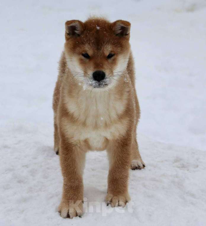 Собаки в Бронницах: Щенок сиба Икар Мальчик, 80 000 руб. - фото 5