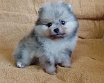 Собаки в Санкт-Петербурге: Мальчик шпиц Мальчик, 35 000 руб. - фото 1
