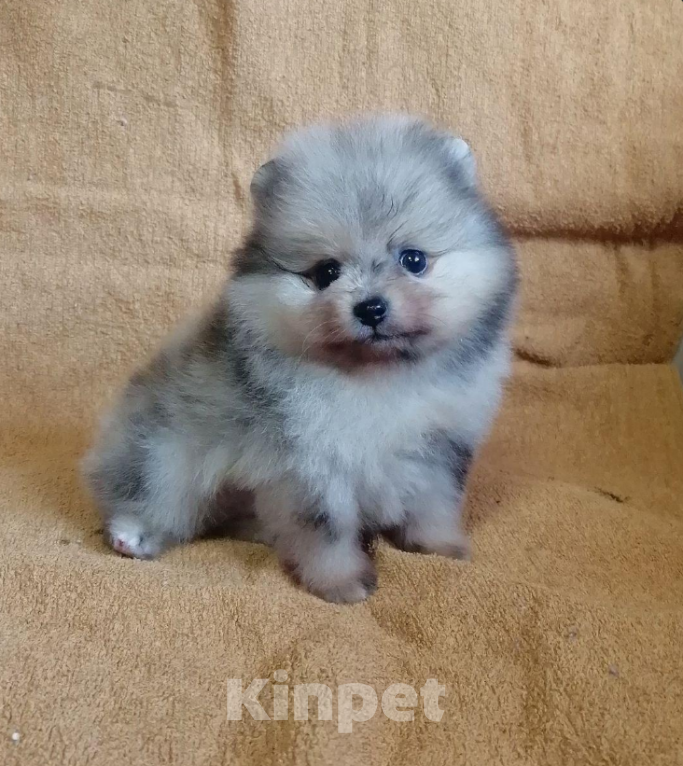 Собаки в Санкт-Петербурге: Мальчик шпиц Мальчик, 35 000 руб. - фото 1