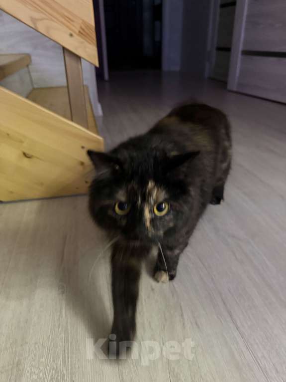 Кошки в Тамбове: Найден котик Девочка, Бесплатно - фото 3