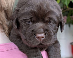 Собаки в Москве: Шоколадный бутуз Мальчик, 120 000 руб. - фото 6