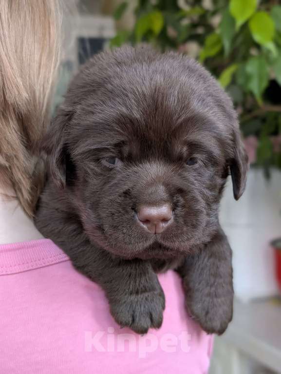 Собаки в Москве: Шоколадный бутуз Мальчик, 120 000 руб. - фото 6